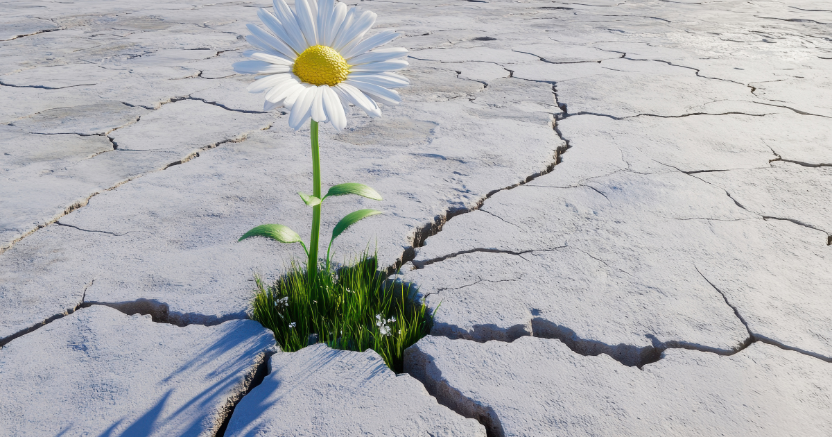 Quand l’entrepreneuriat devient une source de résilience, illustré par une fleur poussant sur une terre aride et fissurée par la sécheresse